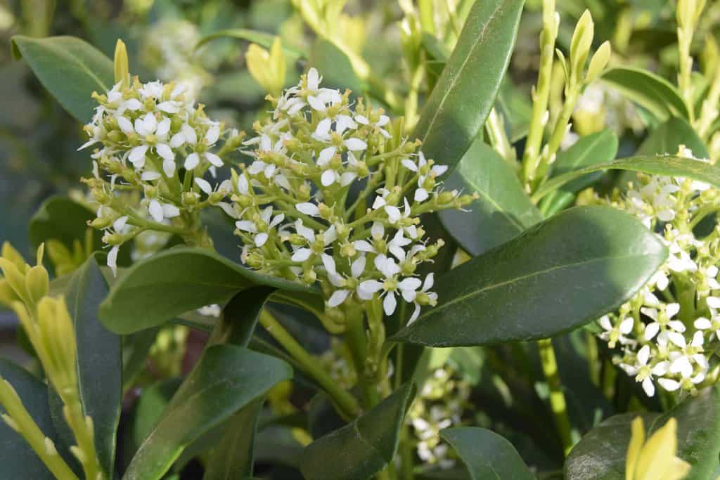 Skimmia japonica 'Kew White' 30-40 cm